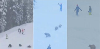 Ursos invadem pista de esqui e surpreendem turistas na Califórnia