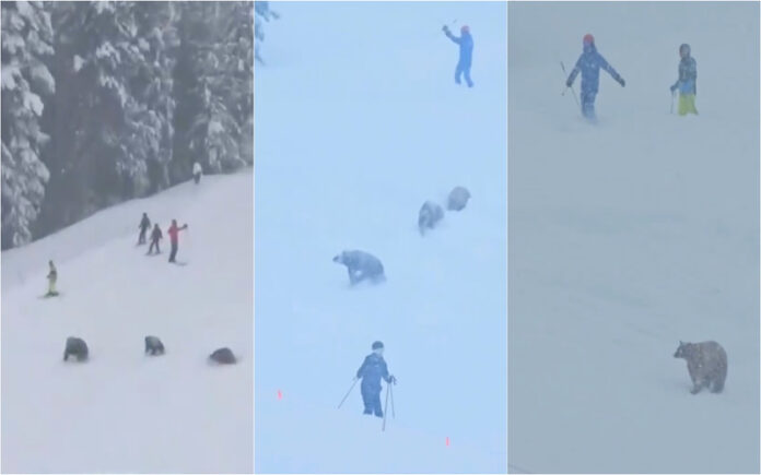 Ursos invadem pista de esqui e surpreendem turistas na Califórnia