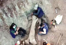 Descoberta de dinossauro gigante no Brasil reforça ligação entre continentes antigos