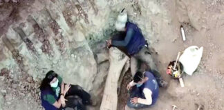 Descoberta de dinossauro gigante no Brasil reforça ligação entre continentes antigos