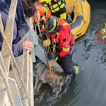 Lobo é salvo de situação perigosa debaixo de ponte em Itália