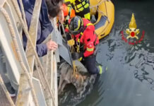 Lobo é salvo de situação perigosa debaixo de ponte em Itália