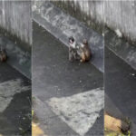 Punch encontra nova amizade no Jardim Zoológico de Ichikawa