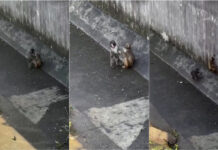 Punch encontra nova amizade no Jardim Zoológico de Ichikawa