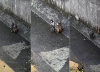 Punch encontra nova amizade no Jardim Zoológico de Ichikawa