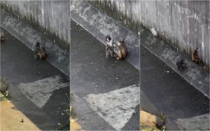Punch encontra nova amizade no Jardim Zoológico de Ichikawa