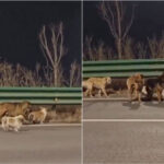 Sete cães escapam a alegado sequestro e percorrem quilómetros até casa