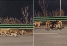 Sete cães escapam a alegado sequestro e percorrem quilómetros até casa