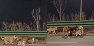 Sete cães escapam a alegado sequestro e percorrem quilómetros até casa