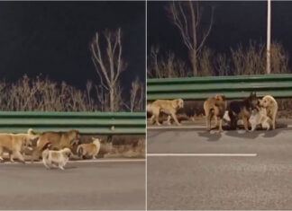 Sete cães escapam a alegado sequestro e percorrem quilómetros até casa