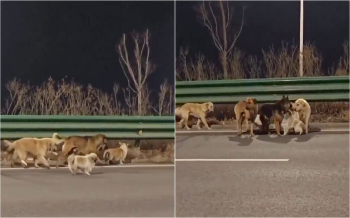 Sete cães escapam a alegado sequestro e percorrem quilómetros até casa