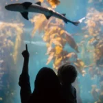 fws-slide-5-1774741606