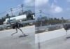 Avestruz foge de café e percorre autoestrada durante 15 km na Tailândia