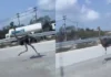 Avestruz foge de café e percorre autoestrada durante 15 km na Tailândia