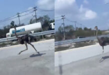 Avestruz foge de café e percorre autoestrada durante 15 km na Tailândia