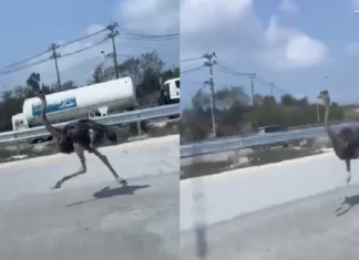 Avestruz foge de café e percorre autoestrada durante 15 km na Tailândia
