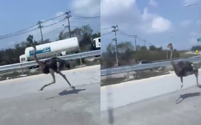 Avestruz foge de café e percorre autoestrada durante 15 km na Tailândia