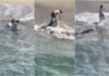 Jovem salva tubarão branco preso em linha de pesca na Califórnia