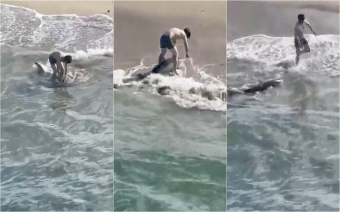 Jovem salva tubarão branco preso em linha de pesca na Califórnia