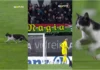 Gato invade jogo na Reboleira e rouba atenções aos jogadores