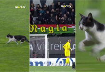 Gato invade jogo na Reboleira e rouba atenções aos jogadores