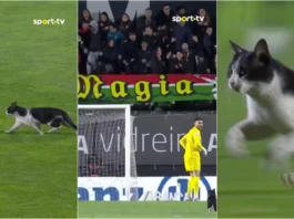 Gato invade jogo na Reboleira e rouba atenções aos jogadores