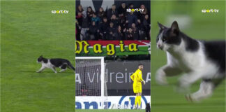 Gato invade jogo na Reboleira e rouba atenções aos jogadores