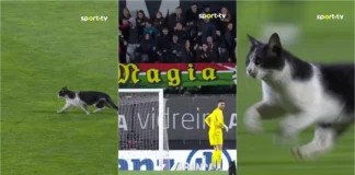 Gato invade jogo na Reboleira e rouba atenções aos jogadores