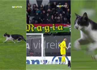 Gato invade jogo na Reboleira e rouba atenções aos jogadores