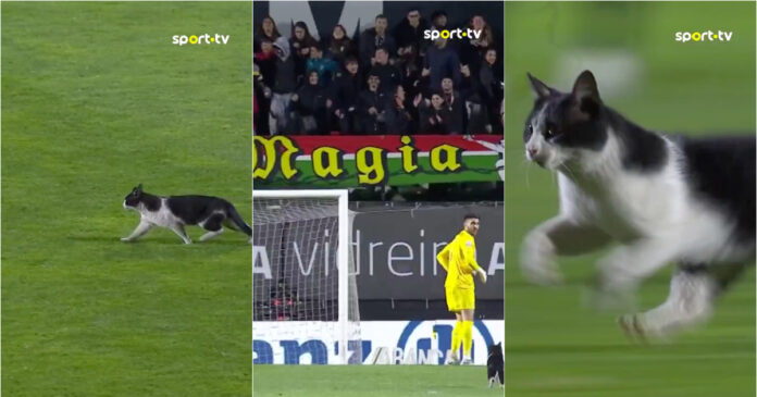 felino-interrompe-partida-na-Reboleira-e-diverte-adeptos