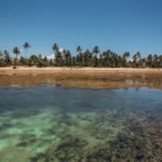 fws-capa-1775128090