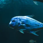 fws-slide-11-1775390976