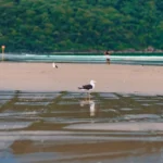 fws-slide-11-1775475905