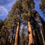 fws-slide-13-1775391638