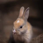 fws-slide-4-1775081539