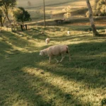 fws-slide-4-1775082035