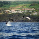 fws-slide-4-1775516302