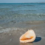 fws-slide-4-1775516441