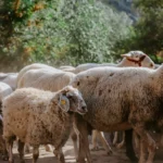 fws-slide-5-1775081680