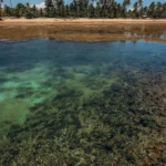 fws-slide-5-1775128594