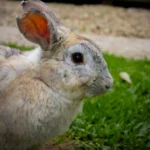 fws-slide-6-1775082159