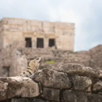 fws-slide-6-1775127627