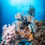 fws-slide-6-1775127779