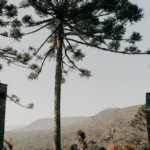 fws-slide-6-1775127882