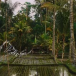 fws-slide-6-1775516185