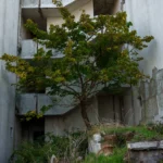 fws-slide-7-1775391436