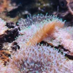 fws-slide-8-1775391439