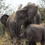 fws-slide-8-1775516316