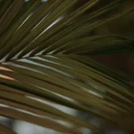 fws-slide-9-1775391442