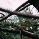 fws-slide-9-1775391626